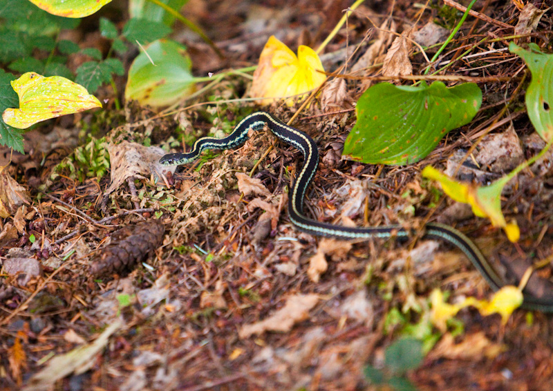 Common Garter Snake